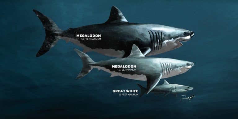 el megalodon